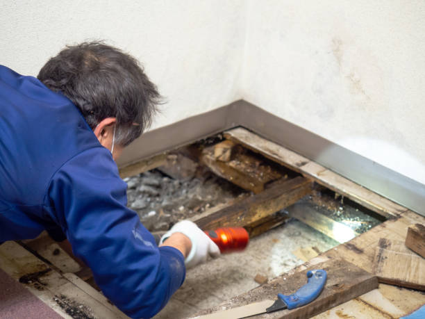 Best Mold Cleaning Services  in Mbrian Park, CA