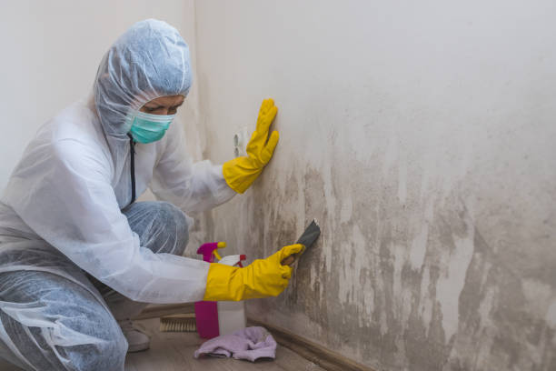 Mold Removal Process in Cambrian Park, CA