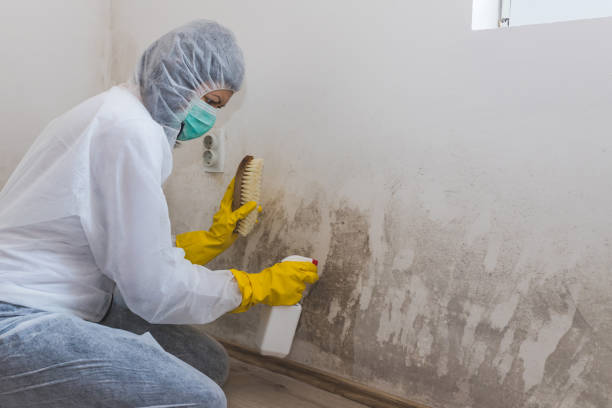 Best Black Mold Removal  in Mbrian Park, CA