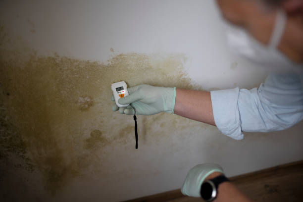 Best Commercial Mold Removal  in Mbrian Park, CA