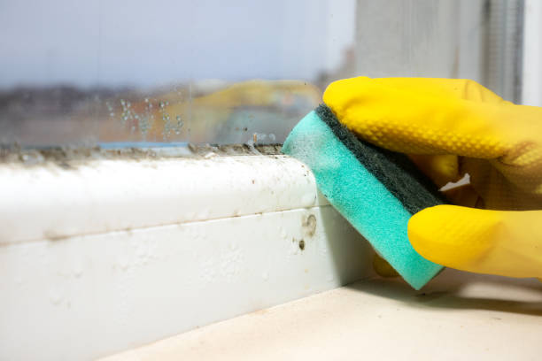Best Office Mold Removal Services  in Mbrian Park, CA