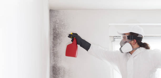 Best Toxic Mold Removal  in Mbrian Park, CA