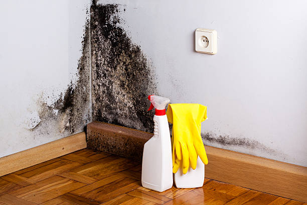 Best Mold Cleaning Services  in Mbrian Park, CA
