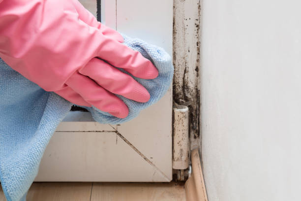 Office Mold Removal Services in Cambrian Park, CA